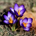 Аватара пользователя